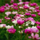 미현농장 이미지