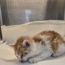 수원천로447번길 이미지