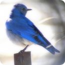 파랑새 이미지