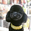 함안 애견샵 러블리펫 이미지