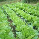 안동농원 이미지