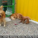 로이네 애견호텔 이미지