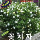 4521 이미지