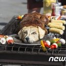 펫톡 뉴스1