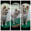 말티스토리 이미지