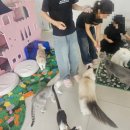 청주고양이카페 왔냥 후기 아이들과 함께 다녀온 성안길 핫플!