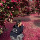 훈식 | 1월 겨울 제주 서귀포 동백꽃 명소 훈식이네동백밭 방문 후기