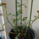 꽃필.그날