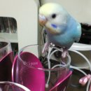 잉꼬사진관 이미지