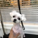 온양애견미용 이미지