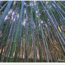 섬진강대나무숲길 이미지