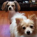 굿파파 24시 반려동물건강검진센터 이미지