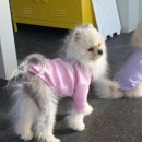 커밍퍼피 네이버블로그