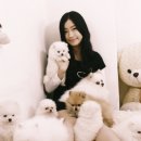 도그캐슬 이미지