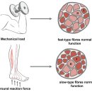 2가지 근육(지근 type 1과 속근 type 2)관점으로 근육질환 탐구!! 매우 흥미로운 2017년 논문!! 이미지