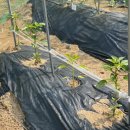 홍이네농장 이미지