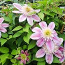 병동농장 이미지