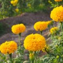 골드세탁소 이미지