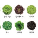 솔마1로 이미지