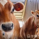 진흥목장 이미지