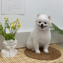 댕데이지 이미지