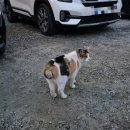 각원사 시내버스 종점 주차장 공중화장실 | 천안 각원사 만개한 겹벚꽃 늦은 저녁부터 보는 야경 밤산책/버스 이동, 주차장 팁/2024.04.17