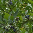 라원농장 이미지