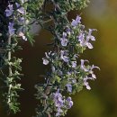 크리핑로즈마리(Creeping Rosemary) 이미지