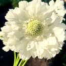 자이언트디테일 | 스카비오사 꽃의 구조, LED 실크 자이언트 플라워로 만들기