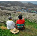 매화농장 Daum카페