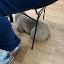 멍멍이 이발관 이미지