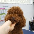 정말귀엽개 이미지