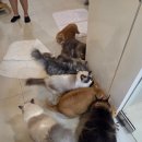 냥이조아 이미지