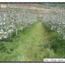 하촌1리 이미지