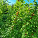 케이제이팜 이미지