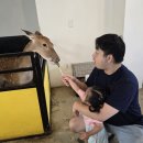 서울 근교 아기랑 가볼만한 곳 먹이주기 체험 가능한 실내동물원 &#39;꽁지&#39;