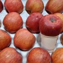 [ 오늘 15시까지 주문시, 3천원 할인판매 ] 맛있는 충주 사과(루돌프 사과) 선물하세요. 당도측정시, 14.5브릭스 이미지