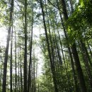 칠보산오리 이미지