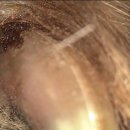 금빛동물수술센터 이미지