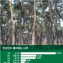 한국인 '최애 나무' 단풍도 벚나무도 아니었다..1위는 이미지