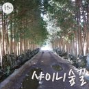 숲길 이미지