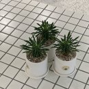 죠스떡볶이수유역점 | 지독한 감기 🤧