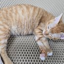 핑크젤리 이미지