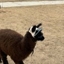 진태목장 이미지