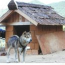 강아지집 이미지