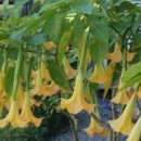 천사꽃펜션 이미지