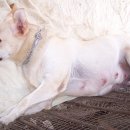 라이코스 이미지