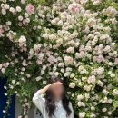 행궁동 파란대문, 붉은담벼락 | 장미스팟 수원 여름 데이트코스🌹
