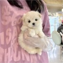 우아한강아지 이미지