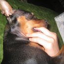 코코팬션 이미지